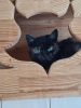Kitti (8)
